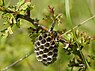 Polistes helveticus auf ihrem Nest