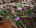 Polygala serpentaria