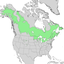 Карта ареала Populus balsamifera 1.png