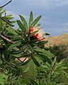 Protea caffra subsp. caffra