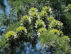 Maturing female cones