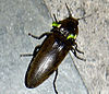 100px-Pyrophorus_noctilucus_click_beetle.jpg