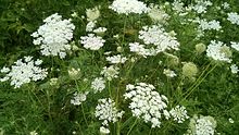 Daucus carota (Queen Anne's Lace) was designated as the official flower of Howard County in 1984. Queen Anne's Lace in Pennsylvania..jpg