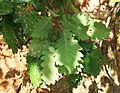 Quercus petraea subsp. iberica