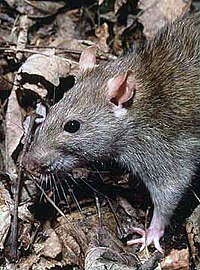 Сұр егеуқұйрық (Rattus norvegicus)