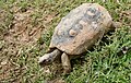 Red-footed Tortoise