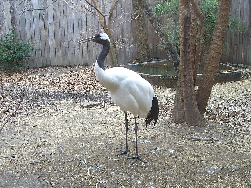 Red Crowned Crane