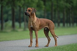 Rhodesian ridgeback.jpg