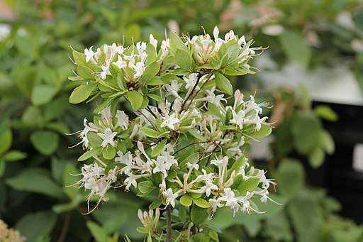 Rhododendron viscosum