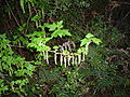Ribes magellanicum-rama.JPG