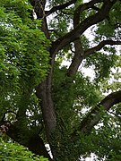Japanischer Schnurbaum am Karolinenplatz