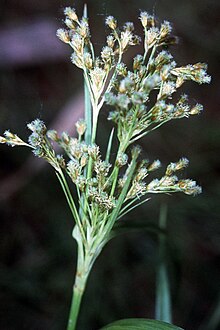 Scirpus pendulus NRCS-1.jpg