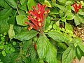 Miniatura para Scutellaria costaricana