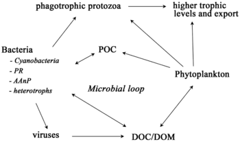 Sea ice food web and the microbial loop. AAnP = aerobic anaerobic phototroph, DOC = dissolved organic carbon, DOM = dissolved organic matter, POC = particulate organic carbon, PR = proteorhodopsins. Sea ice food web and the microbial loop.png