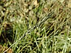 Sesleria autumnalis