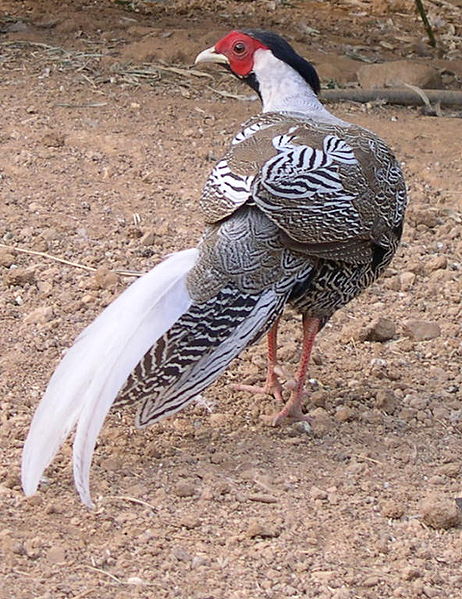 File:Silver Pheasant.jpg