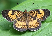 Chlosyne nycteis (silvery checkerspot) Adult, dorsal view.