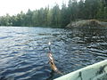 En fisker, der fanger en lille gedde ved Kiimasjärvi-søen.