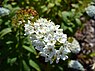 Wederik (Lysimachia)