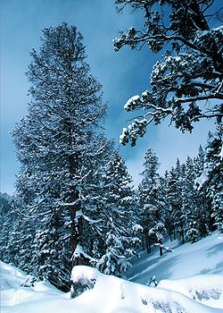 A fresh snowfall in Colorado's (USA) high forests.