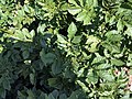Solanum tuberosum Puca Quitish (04) .jpg