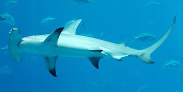 Great hammerhead