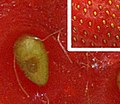 Akènes à la surface d'une fraise.