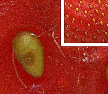Achenes on the surface of the stem of the infructescence of a strawberry Strawberry.achene.es.jpg