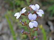 Stylidium amoenum gdaywa1.jpg