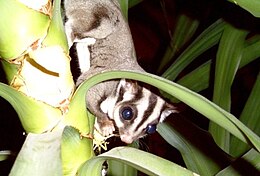 Törpe erszényesmókus (Petaurus breviceps)