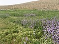 The Negev plateau flowering in a rainy year, Israel