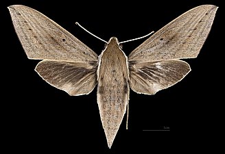 Theretra latreillei ♀