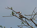 Rotschnabeltoko Red-billed Hornbill