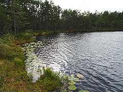Tornbergssjön på hösten 2018.
