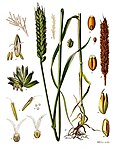 Triticum aestivum — Пшеница мягкая