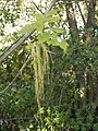 Wild aufgegangener Baum aus unserem Garten