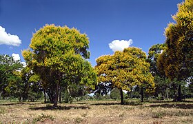 Vochysia tucanorum