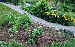 An early July new garden containing a variety ...