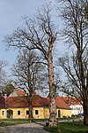 2 Bergahorn (Acer pseudoplatanus)