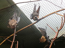 小狐蝠（英语：Small flying fox）（Pteropus hypomelanus）