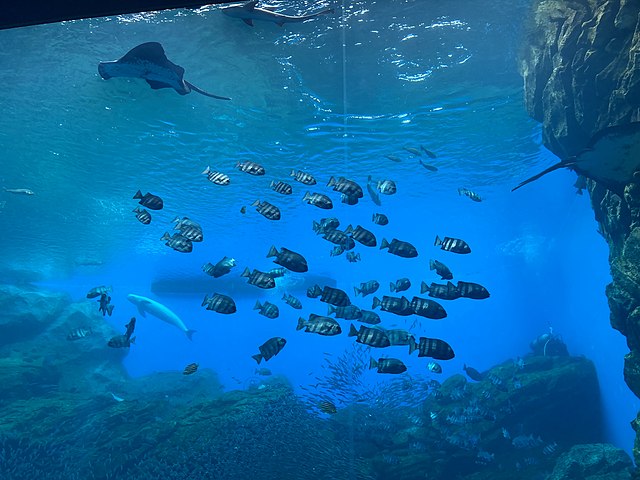 Большой аквариум