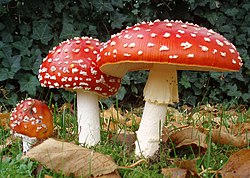 sarkanās mušmires (Amanita muscaria)