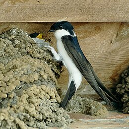 Paprastoji langinė kregždė (Delichon urbicum)