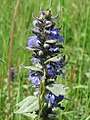 Ajuga reptans