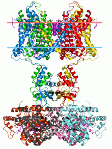 Structure of eukaryotic voltage-gated potassium ion channels 2r9r opm.png