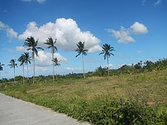 Coconut trees