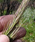 Miniatura para Stipa coronata