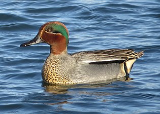 Krickente (Eurasian teal)