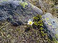 Anemone vernalis snofia sun plan de Corda Resciesa.jpg6 000 × 4 497; 31,47 MB