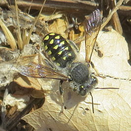 Anthidium maculosum